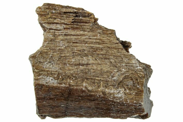 Fossil Tyrannosaur (T rex) Bone Section - Wyoming #309993